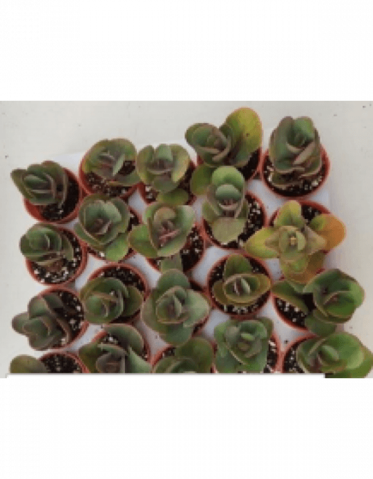 Everlasting, Showy Stonecrop Live Succulent Plants - Hylotelephium Spectabile (540x693), Png Download