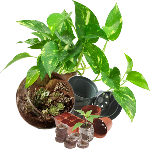 Plants As Shown Below 1/8 Cup - Money Plant (500x495), Png Download