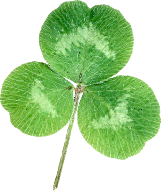 Shamrocks - St Patricks Day (323x384), Png Download