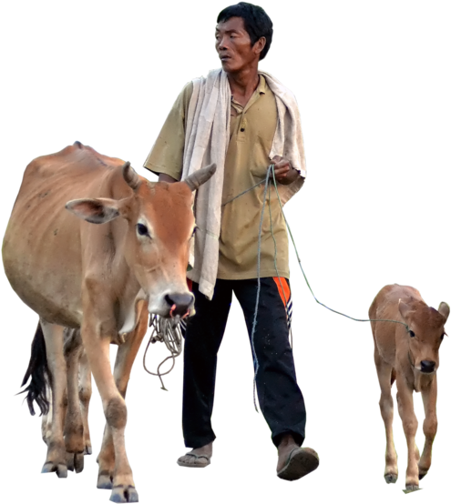 Cow Transparent Calf Png - Hamba Bilkis Akhomo Hasan & Simana New Bangla Natok (1024x683), Png Download