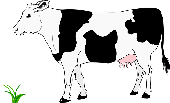 Black Blanche Cow Grass Noire White Cow Co - Cow Image Black And White (557x340), Png Download