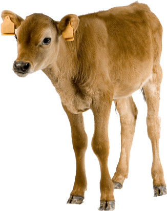 Indian Cow Png Download - Smal Cow Images Png (556x415), Png Download