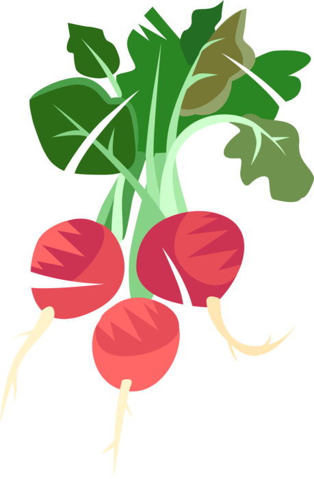 Vector Illustration Of Crisp, Pungent Edible Root Vegetable - Beet Greens (459x700), Png Download