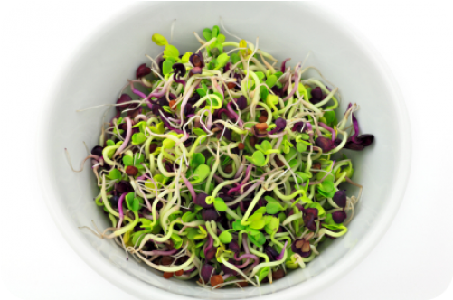 Sprouts Salad Png (500x682), Png Download
