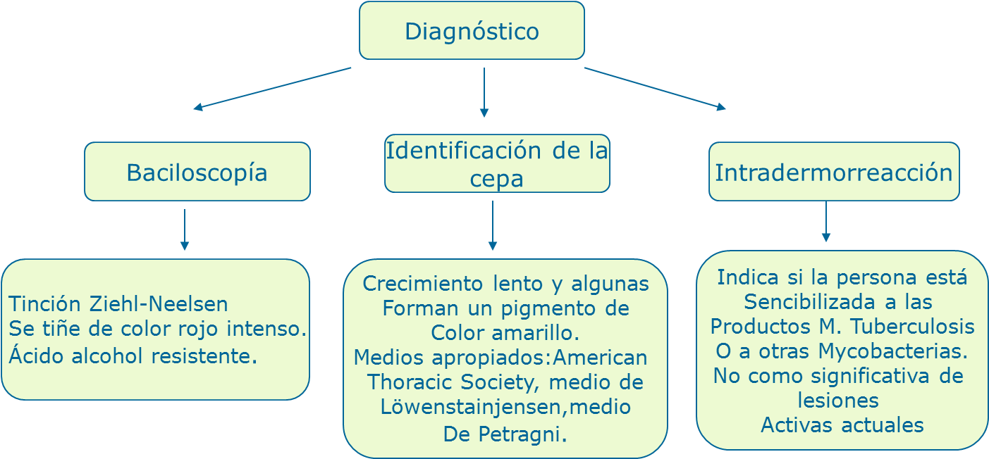 Cuadros Sinópticos Mycrobacterium - Cuadro De La Tuberculosis (1417x654), Png Download