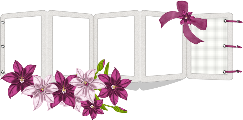 Фото, Автор Andy-video На Яндекс - Gilliflower (800x450), Png Download