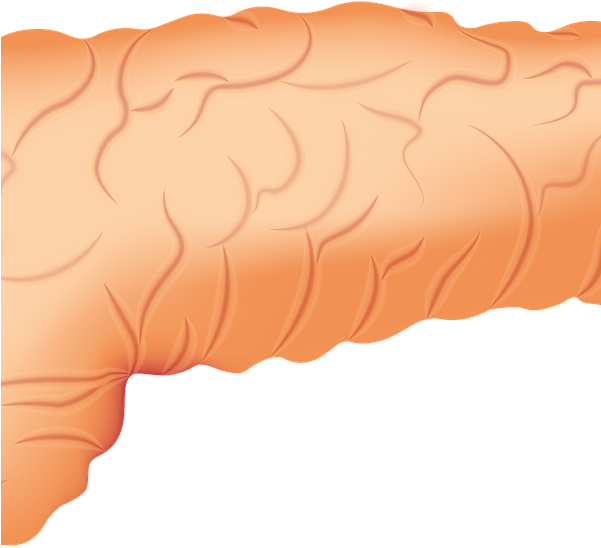 Pancreas 2934621 1280 - Wood (600x599), Png Download