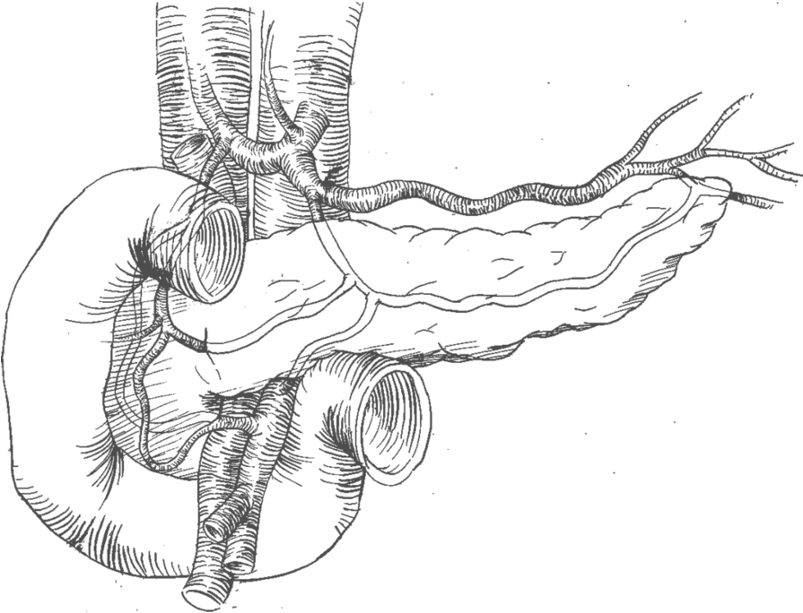 19 Pancreas Drawing Sketch Huge Freebie Download For - Line Art (894x894), Png Download
