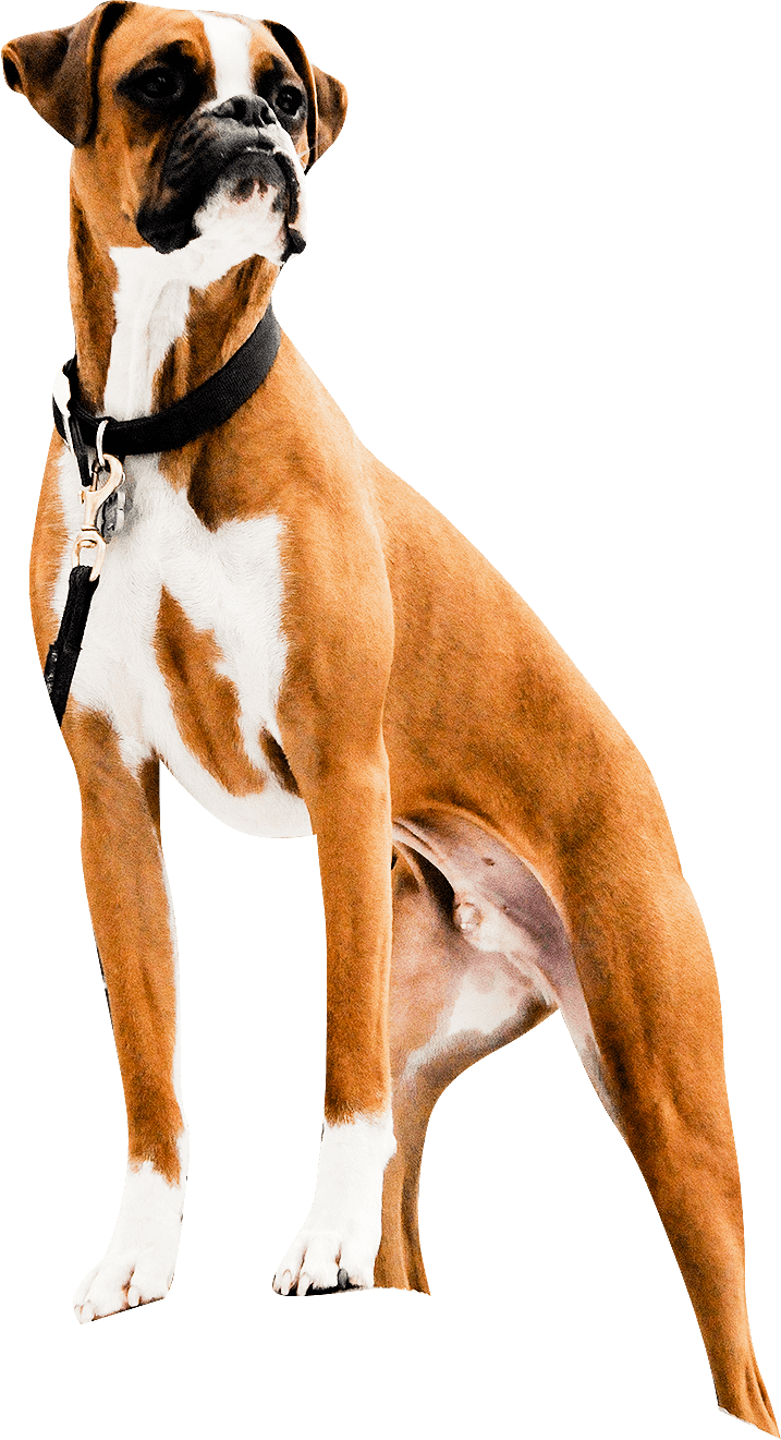 Bruno - Boxer (717x1321), Png Download