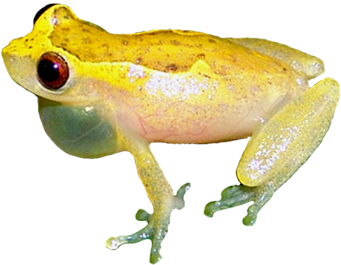 Strawberry Poison Dart Frog - True Frog (650x491), Png Download