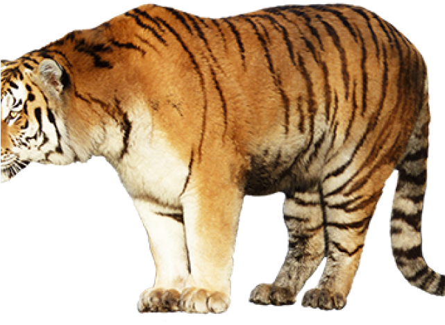 Siberian Tiger (640x480), Png Download