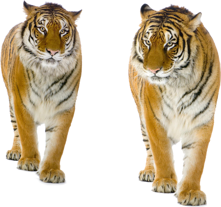 Tiger Png Background - Tiger Standing Front View (750x750), Png Download