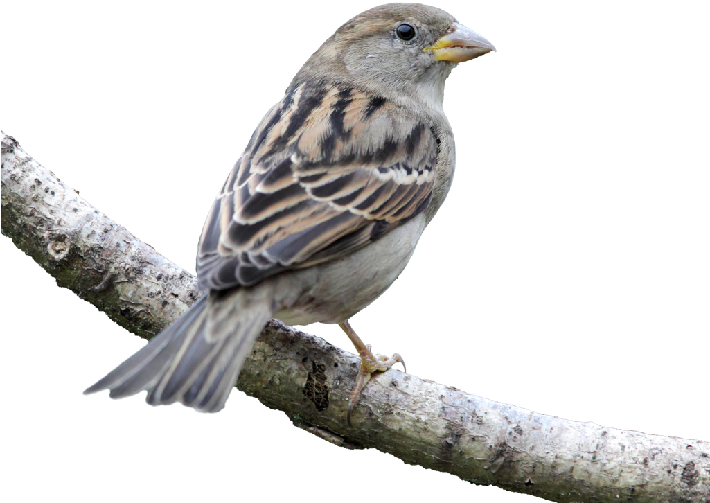 House Bird Finch American Sparrows - House Sparrow (1024x754), Png Download