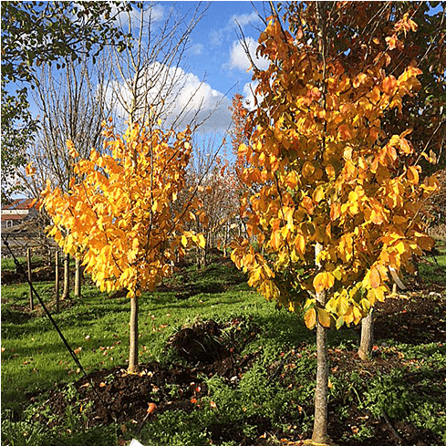 Deciduous Trees - Maple (650x488), Png Download