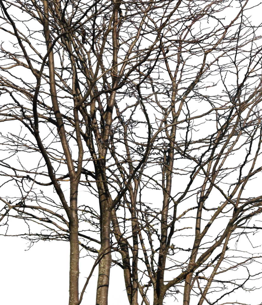 Deciduous Trees Group Winter Iii - Wood (880x1024), Png Download
