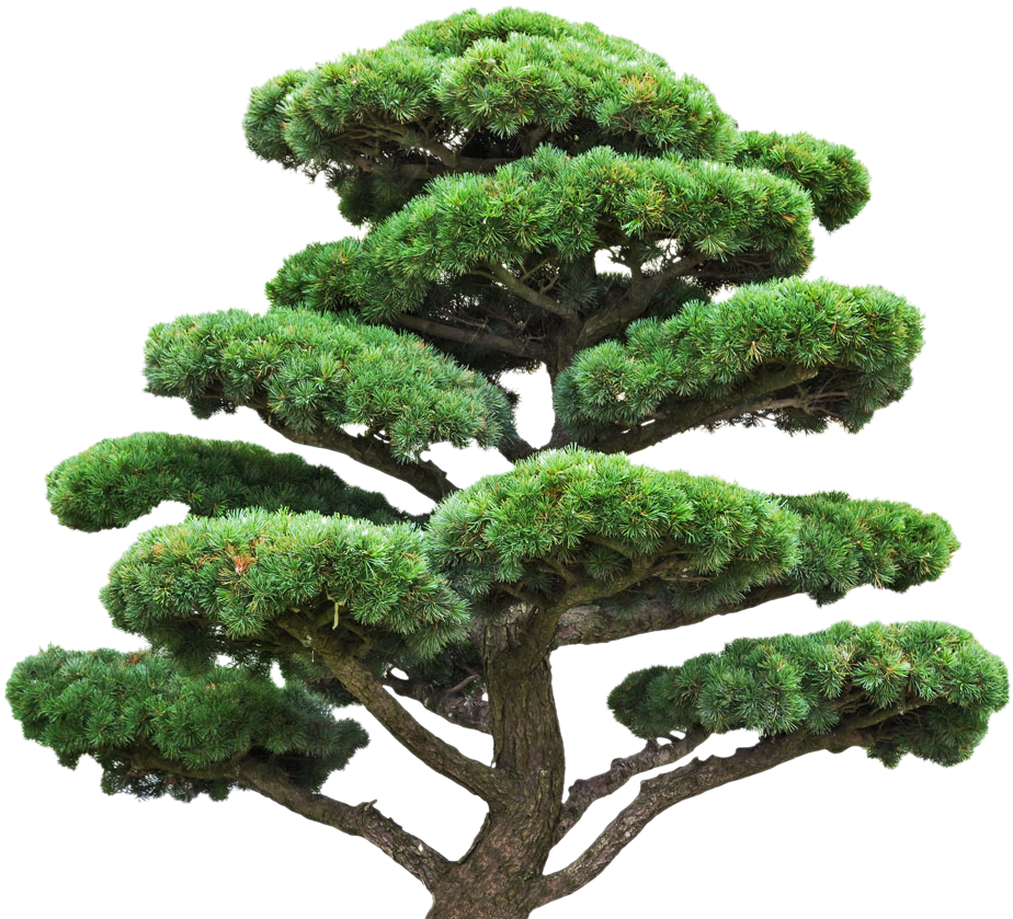 Tree Stock Photography Pine Royalty Free Euclidean - Pine (1000x947), Png Download