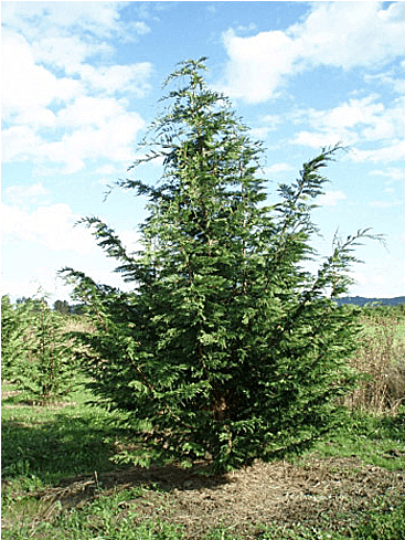 Privacy Screens - Leyland Cypress Tree (650x488), Png Download
