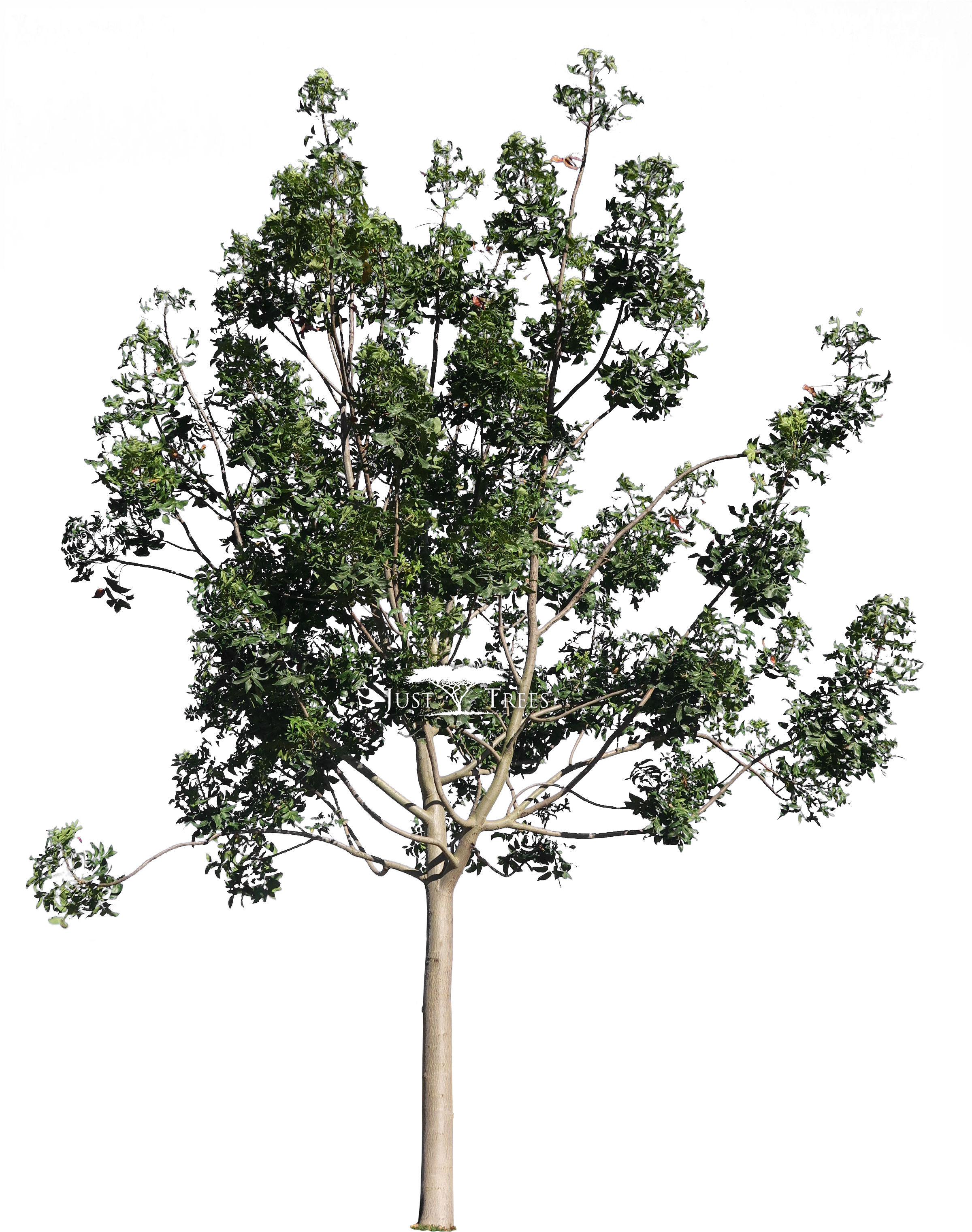 Harpephyllum Caffrum L Common Name - Pond Pine (2399x3138), Png Download