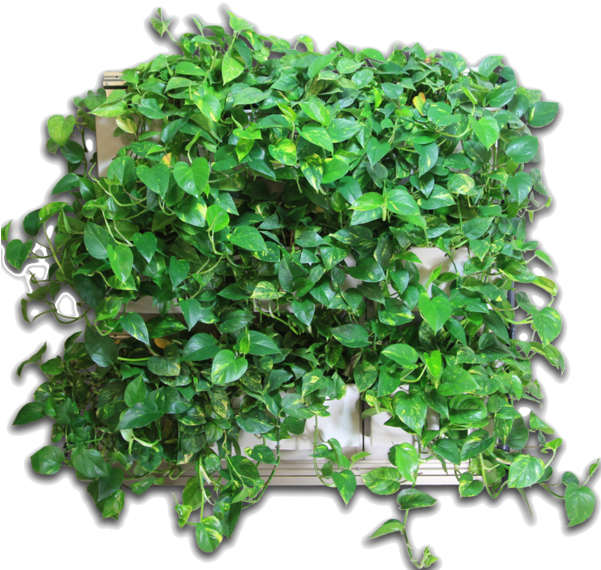 1 800 620 - Artificial Turf (600x591), Png Download