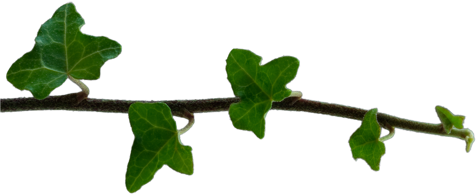 Isolated Ivy Branch - Scarlet Gourd (1610x711), Png Download