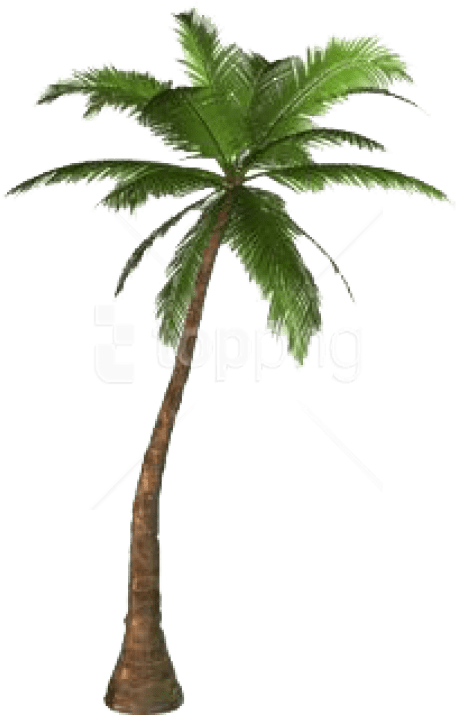 Free Png Download Palm Tree Png Png Images Background - Palm Tree No Background (480x718), Png Download