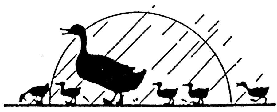 Zoom Duck With Ducklings Rubber Stamp - Illustration (1000x1000), Png Download
