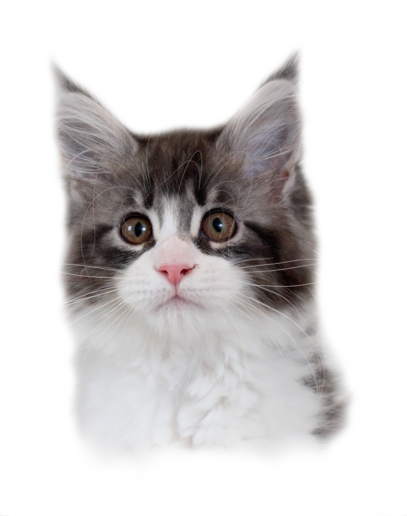 1 - Domestic Long-haired Cat (1688x2140), Png Download