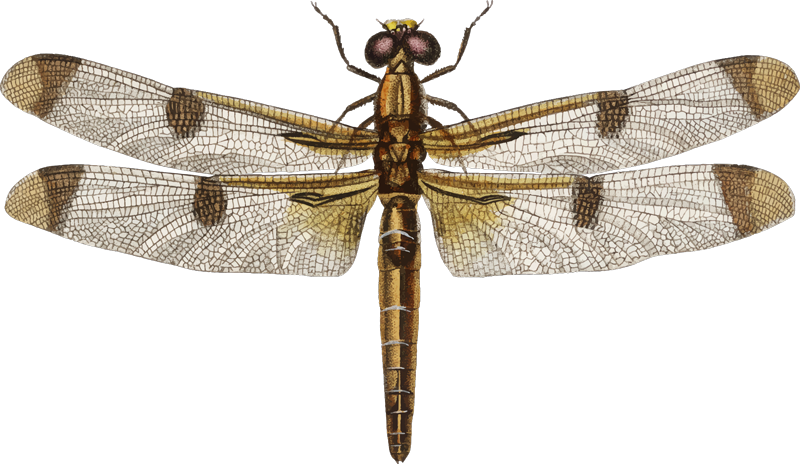 Dragonfly Insect Wall Sticker - Dragonfly Botanical Illustration (800x464), Png Download