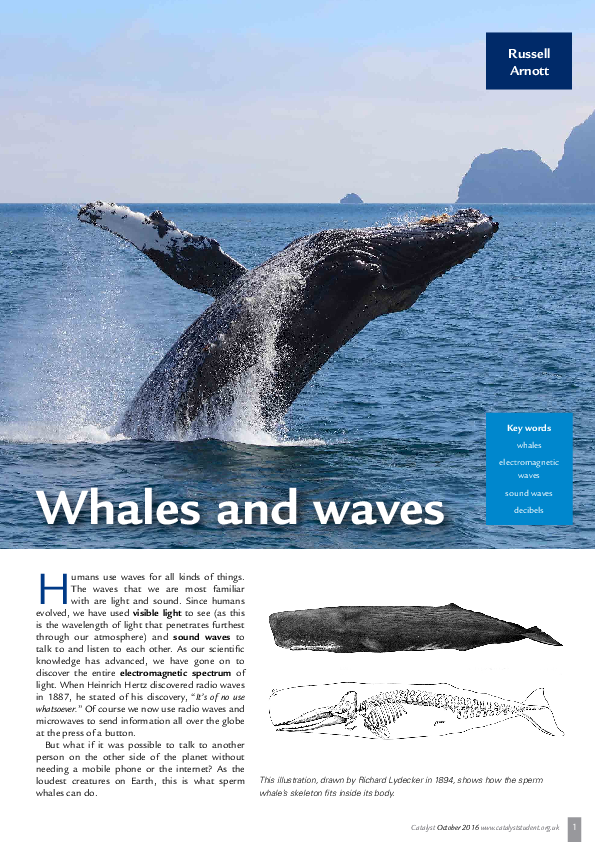 Pdf - Grey Whale (595x842), Png Download