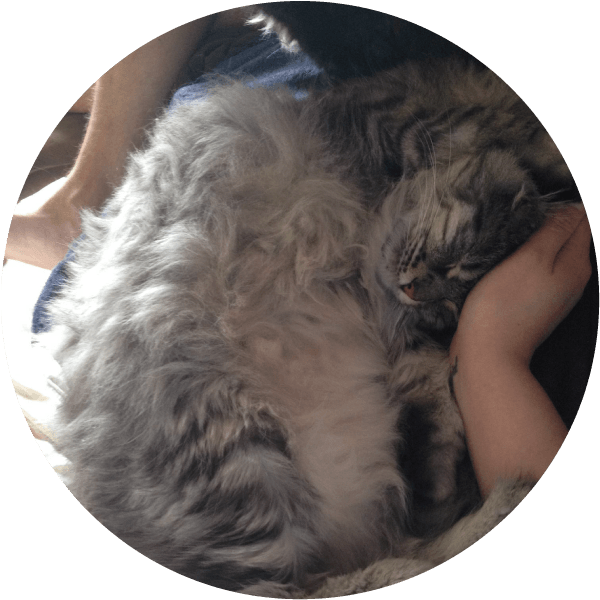 Bubbles Twin Cities Pet Rescue Bumbles Is - Domestic Long-haired Cat (600x600), Png Download
