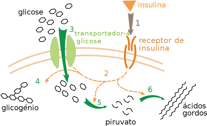 What Is The Relationship Between Glucose And Insulin - Receptor Insuliny (745x416), Png Download
