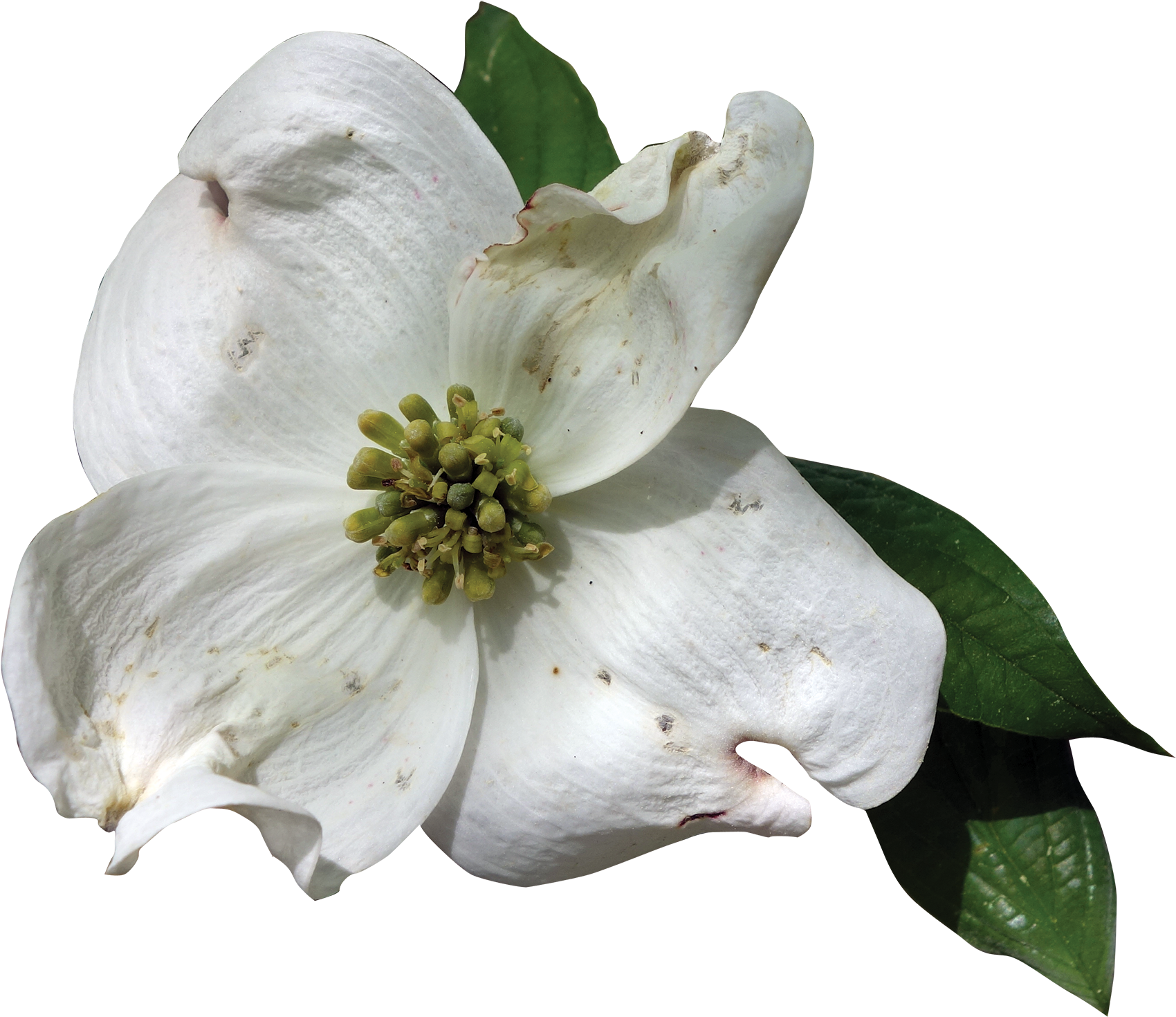 1800 X 1546 6 - Flowering Dogwood Flower Transparent (1800x1546), Png Download