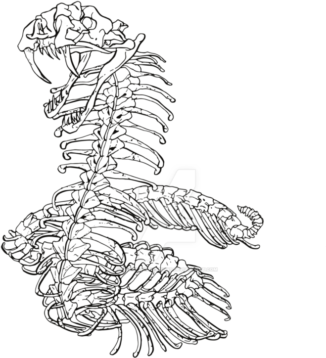 752 X 1063 0 - Snake Skeleton Drawing (752x1063), Png Download