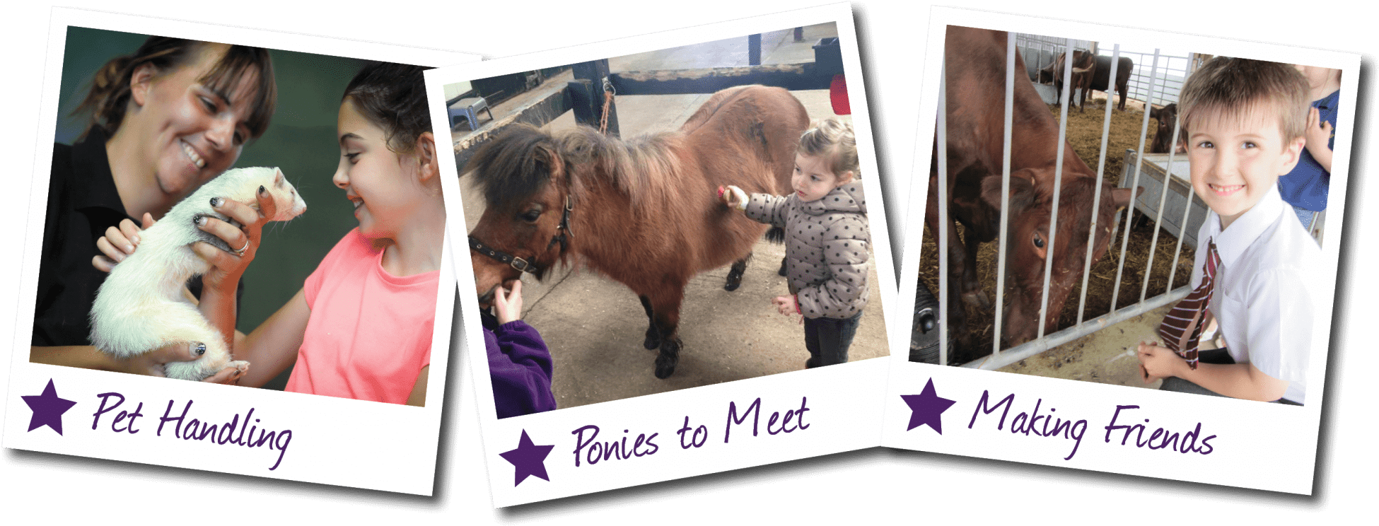 Contact Us - Shetland Pony (2000x809), Png Download