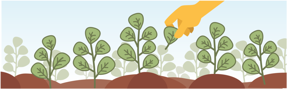 Hand Picked Harvest - Illustration (1090x663), Png Download
