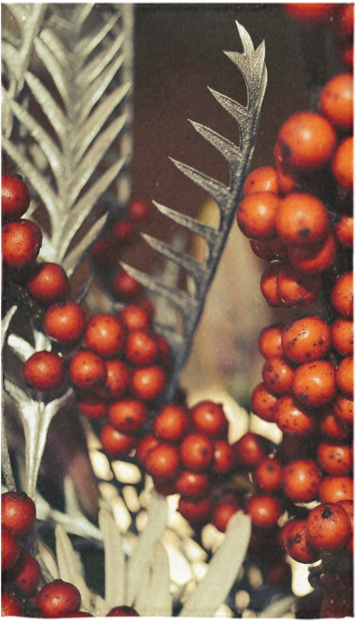 Superfood (1000x1000), Png Download