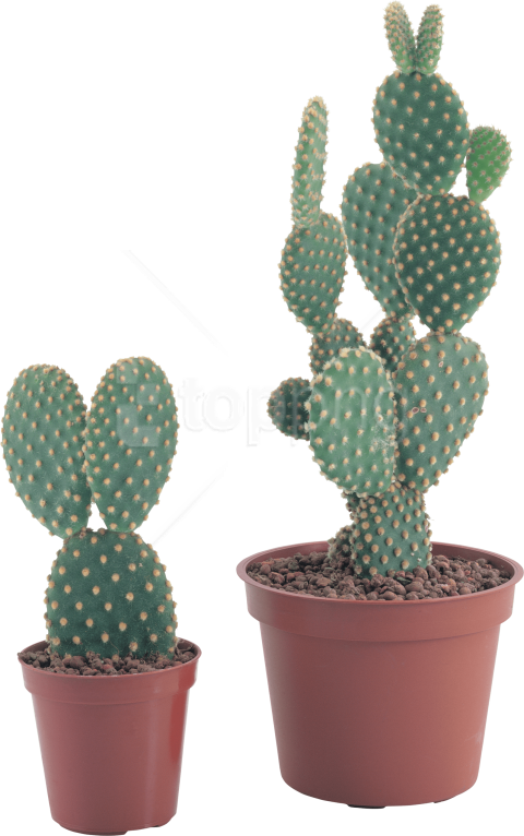 Free Png Cactus Png Images Transparent - Transparent Background Cactus Plant Png (480x766), Png Download