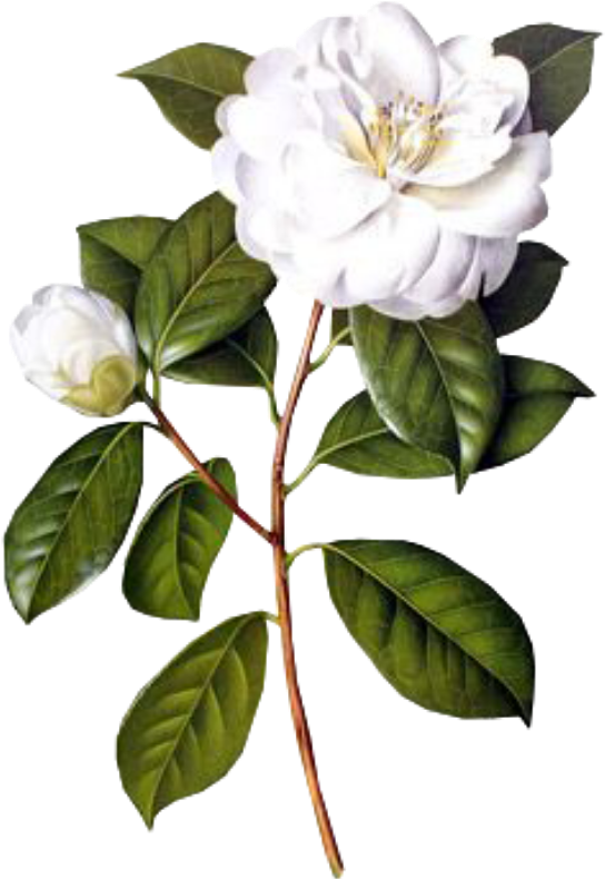#flower #white #spring #png #overlay #free #kpopedit - Camellia Flower Drawing Botanical (1024x1024), Png Download