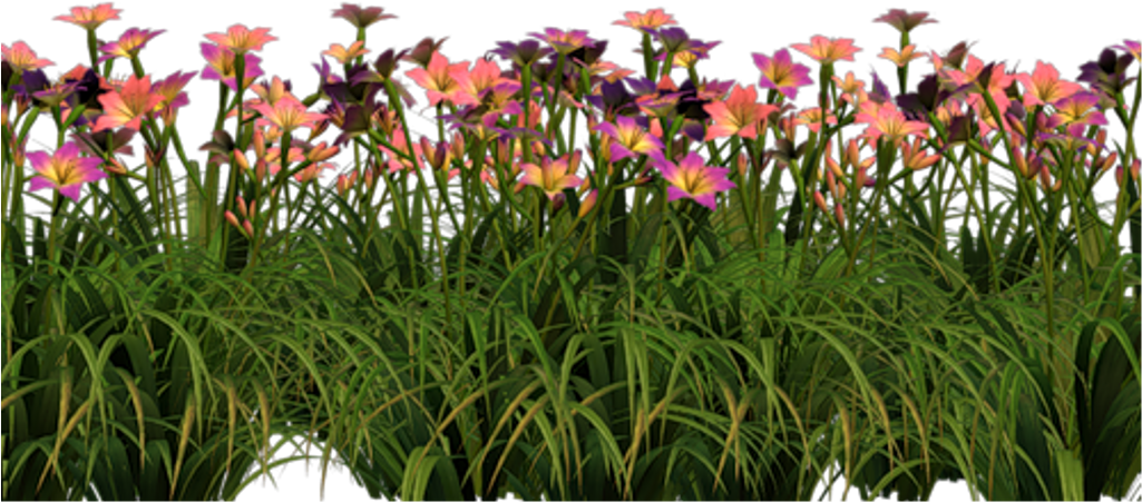 Flowers Sticker - Tulip (1024x1024), Png Download