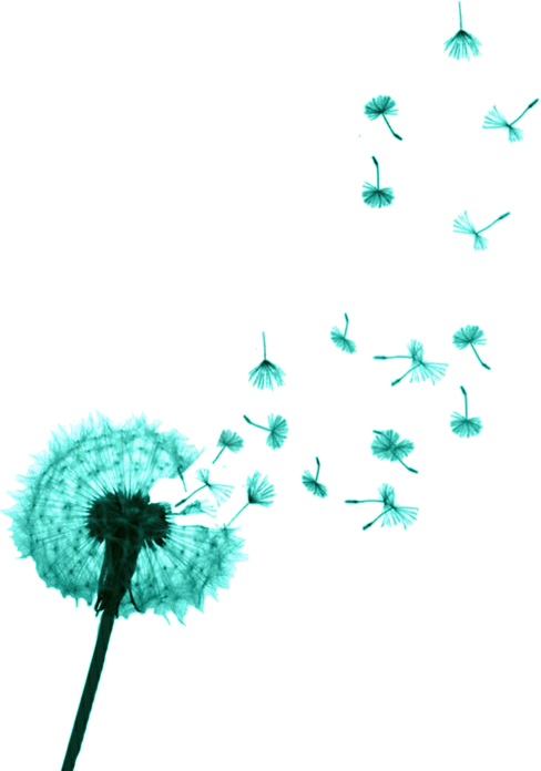 Themes By Mandrakescry - Wish Flower Black And White (488x696), Png Download