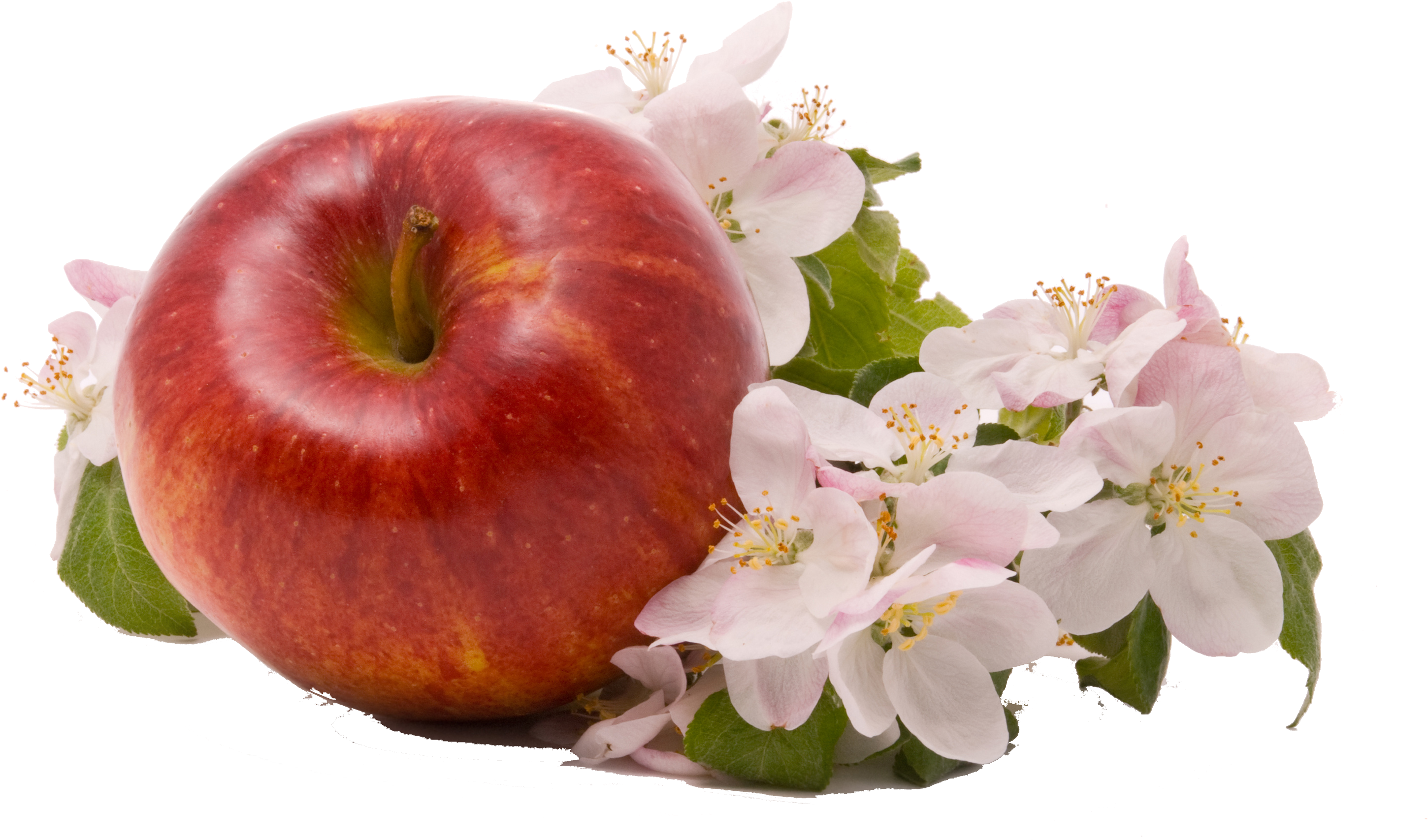 Apple Png Image - Apple (3059x2048), Png Download