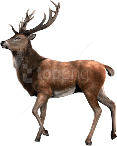 Free Png Download Single Deer Png Images Background - Deer Transparent (850x638), Png Download