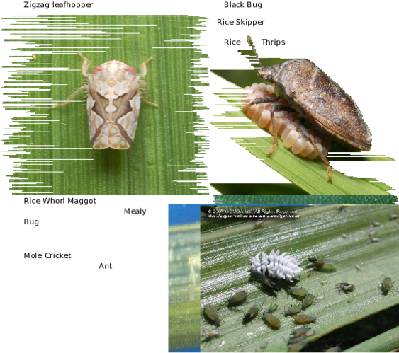 Mealybug Destroyer (600x776), Png Download