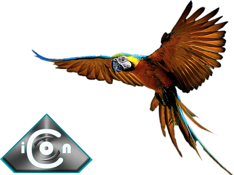 Blue Gold Macaw - Macaw (801x600), Png Download