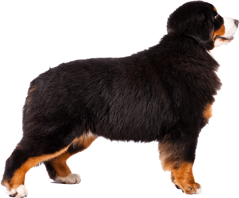 Bernese Moutain Dog Pictures - Bernese Mountain Dog Transparent Background (1170x780), Png Download