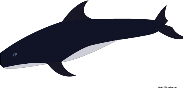 Killer Whale Clipart Transparent - Killer Whale (640x480), Png Download