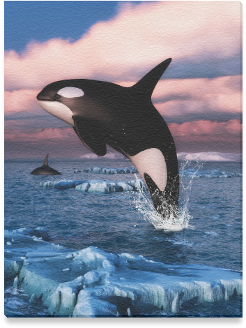 Killer Whale Arctic Ocean (800x800), Png Download