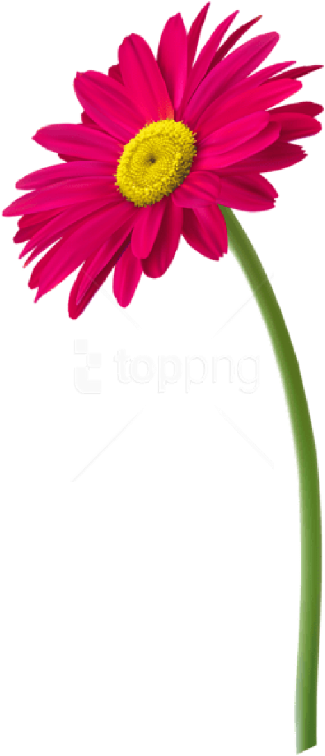 Free Png Download Pink Gerbera Flower Png Images Background - Flower In Pot Png (480x1100), Png Download