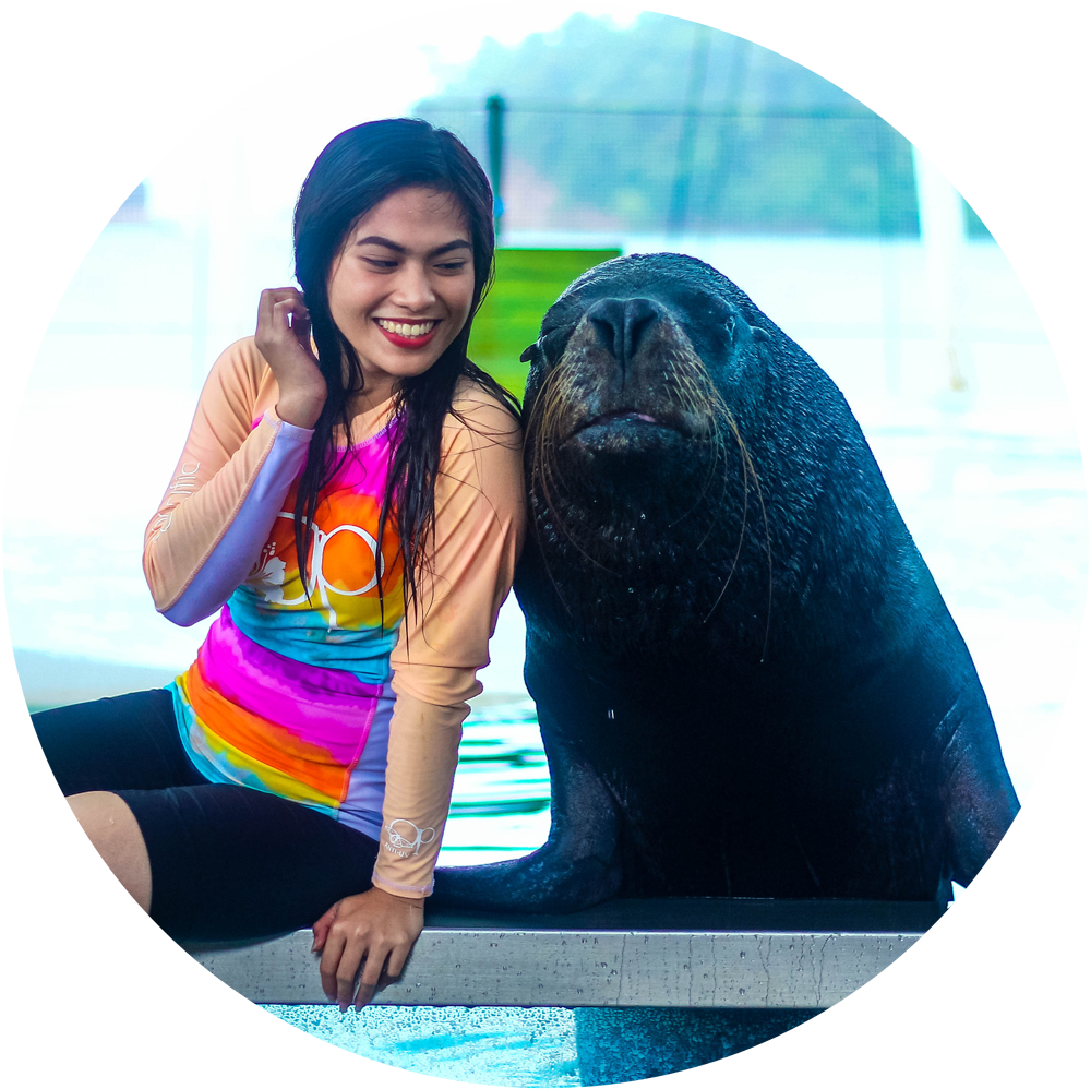 Sea Lion Swim Encounter - Vacation (1000x998), Png Download