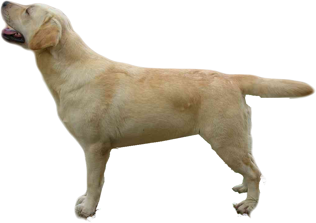 Dog Yawns (1228x875), Png Download